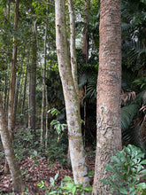 Load image into Gallery viewer, Agarwood Eco Capital Offer