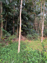 Load image into Gallery viewer, Agarwood Eco Capital Offer