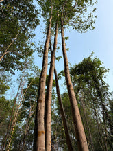 Load image into Gallery viewer, Agarwood Eco Capital Offer