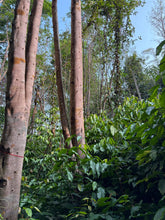 Load image into Gallery viewer, Agarwood Eco Capital Offer