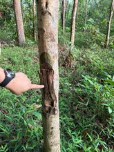 Load image into Gallery viewer, Agarwood Eco Capital Offer