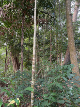Load image into Gallery viewer, Agarwood Eco Capital Offer