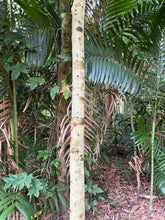 Load image into Gallery viewer, Agarwood Eco Capital Offer