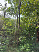Load image into Gallery viewer, Agarwood Eco Capital Offer