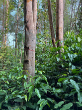 Load image into Gallery viewer, Agarwood Eco Capital Offer
