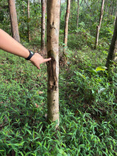 Load image into Gallery viewer, Agarwood Eco Capital Offer
