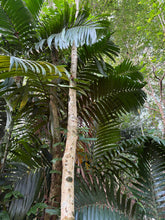 Load image into Gallery viewer, Agarwood Eco Capital Offer

