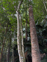 Load image into Gallery viewer, Agarwood Eco Capital Offer
