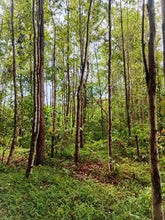 Load image into Gallery viewer, Agarwood Eco Capital Offer
